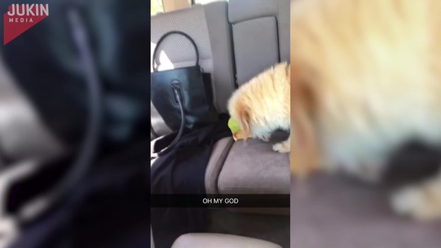 Ta dziewczyna próbowała nacieszyć się burgerem podczas jazdy samochodem. Jednak, gdy właśnie miała go ugryźć, jej pies wyrwał go z jej rąk i... zjadł.