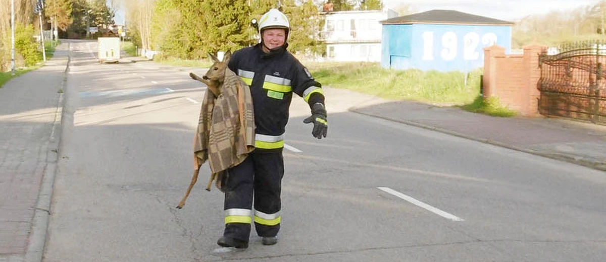 To była jedna z tych akcji, którą strażacy z Ustronia Morskiego pod Kołobrzegiem, wspominać będą latami. Wczoraj rano zostali wezwani na pomoc... sarnie, której głowa utknęła w bramie jednej z lokalnych posesji. 