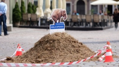 Słoń spacerujący po Poznaniu – tajemnica rozwiązana