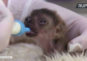 Niesamowity okaz lemura pod specjalną opieką we francuskim zoo