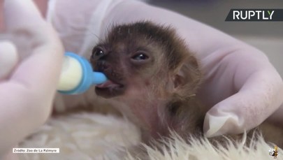 Niesamowity okaz lemura pod specjalną opieką we francuskim zoo