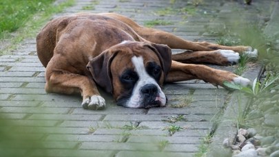 Ktoś truje psy w Zakopanem. "Wrzuca trutki nawet do ogrodów"