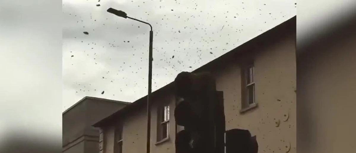 Nieopodal parku Greenwich w Londynie pojawił się ogromny rój pszczół. Owady skupiły się na skrzyżowaniu przy Greenwich Church Street w południowo-wschodniej części stolicy Wielkiej Brytanii i przebywały tam około godziny. Zabrał je pszczelarz, który przeniósł owady w bezpieczne miejsce. Podczas zdarzenia nikt nie został użądlony.