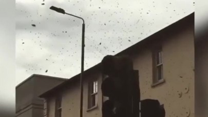 To była prawdziwa inwazja pszczół! Miliony owadów obsiadły jedno z londyńskich skrzyżowań