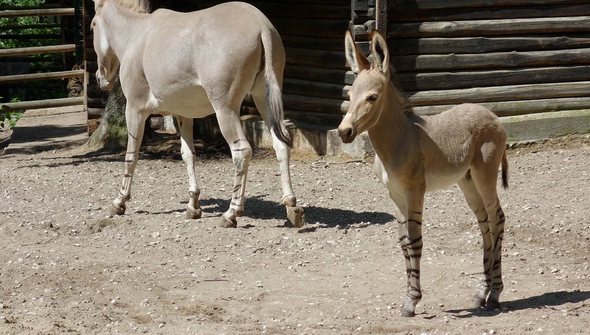 ​W Miejskim Ogrodzie Zoologicznym w Płocku na Mazowszu urodził się osiołek somalijski. To trzeci tam przychówek tego gatunku, który w warunkach naturalnych należy do jednego z najbardziej zagrożonych wyginięciem. Źrebię można zobaczyć już na wybiegu.