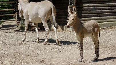 W zoo w Płocku urodził się osiołek somalijski. To gatunek zagrożony!