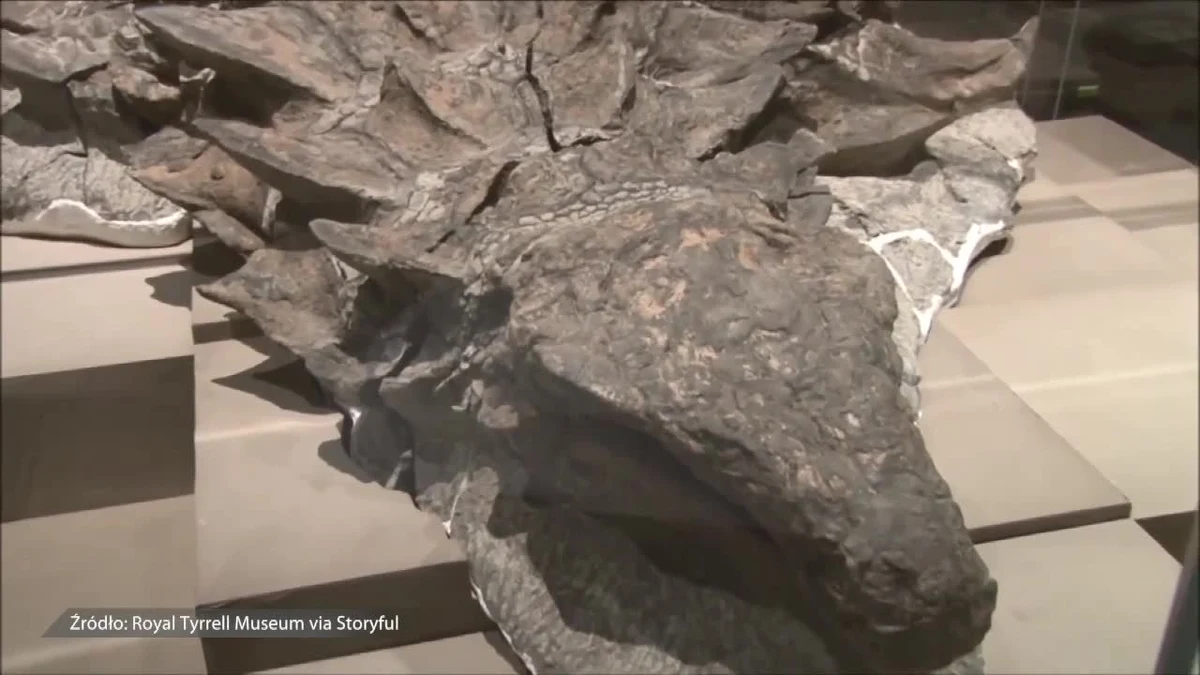 Odwiedzający Królewskie Muzeum Paleontologiczne Józefa Tyrrella w Kanadzie mogą podziwiać wyjątkowy eksponat - liczącą 110-112 milionów lat skamielinę nodozaura. To prawdopodobnie najlepiej zachowane skamieniałe szczątki na świecie. Zostały odkryty w 2011 roku w Albercie, w zachodniej Kanadzie. Naukowcy przez pięć lat pracowali nad ich zabezpieczeniem, aby mogły zostać pokazane publiczności.