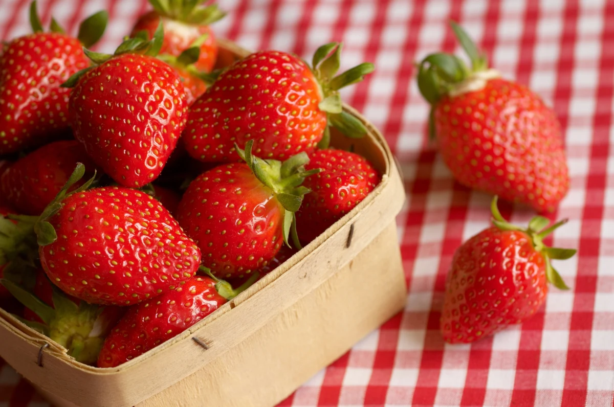 20 zł za kilogram truskawek w Krakowie, 11 zł w Mińsku Mazowieckim, 28 zł w Poznaniu, 12 zł w Nowej Soli, 30 zł w Zielonej Górze, 6-8 zł w Katowicach. Za polskie truskawki w tym roku możemy zapłacić dwa razy więcej. Wszystko przez zimną wiosnę. 

