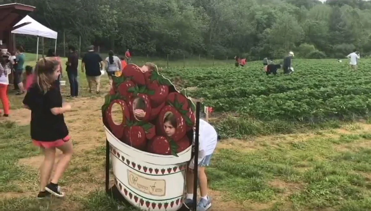 ​Amerykanie kochają farmy. Można powiedzieć, że to taka odskocznia dla mieszkańców wielkich miast, którzy w weekendy wsiadają do samochodów i całymi rodzinami odwiedzają amerykańską prowincję. Farmy są różne, dyniowe - wczesną jesienią są naprawdę oblegane, owocowe, warzywne a zimą jeździ się na farmy, na których można wybrać sobie choinkę.