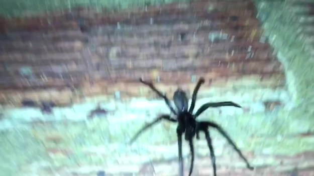Ogromne pająki na ogół spotykane są w dalekiej Australii. Tym razem jednak wielki czarny pająk został nagrany w jednym z domów w hrabstwie Kent w Wielkiej Brytanii. Nie wiadomo, jak się nazywa, ale wygląda nieprzyjemnie.