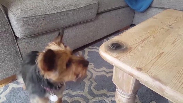 "Fidget spinner" to mała zabawka zręcznościowa. Jak zareagował na nią ten uroczy yorkshire terrier?