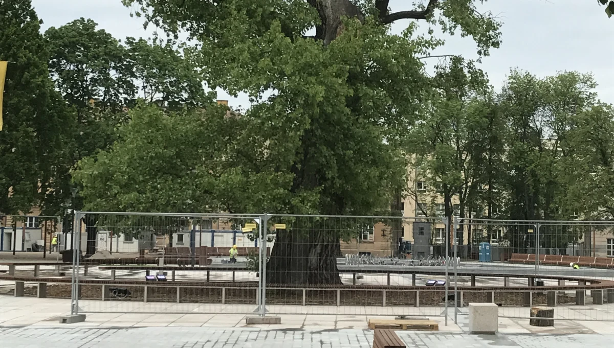 Lublinianie mają ostatnią szansę, żeby zrobić sobie zdjęcie z topolą czarną, zwaną Baobabem, na Placu Litewskim. Leciwe, około 120-130 letnie drzewo - jeden z symboli miasta - będzie jutro wycięte. Operację zaplanowano na 6 rano.