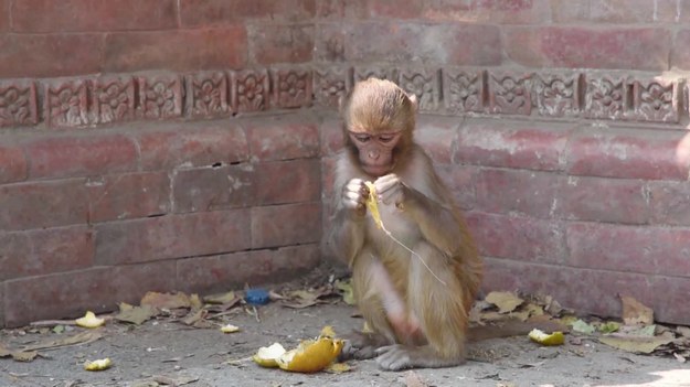 Ta małpka chciała spokojnie zjeść posiłek, gdy nagle wprost na nią padł promień słońca. A potem pojawiła się ona - nachalna mucha. Co było dalej?