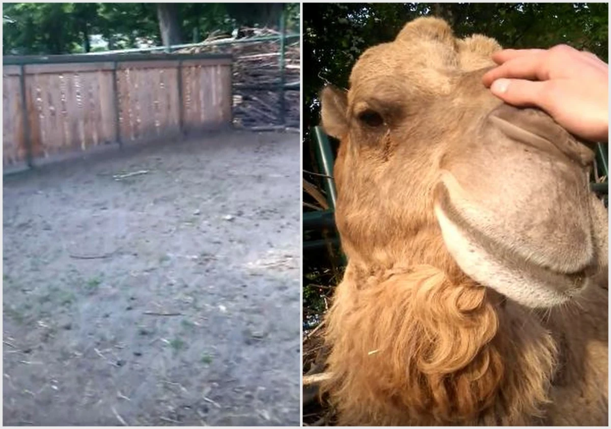 Skrajna nieodpowiedzialność czy brak wyobraźni? Mężczyzna odwiedzający ogród zoologiczny we Wrocławiu przeskoczył płot i spacerował po wybiegu wielbłądów. Później przeszedł przez barierki w Afrykarium, by nad basenem dla zwierząt wykąpać się pod sztucznym wodospadem. Film z nagraniami obu wyczynów udostępnił na swoim profilu społecznościowym. 
