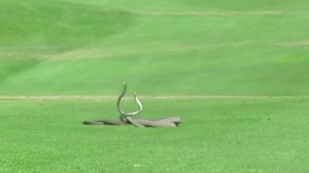 Cara Treherne była w trakcie gry w golfa z przyjaciółmi, kiedy zauważyła niezwykłą scenę. Na polu golfowym Leopard Creek, w Parku Narodowym Krugera w RPA, doszło do spektakularnego starcia dwóch węży. Dwie mamby czarne - węże groźne i jadowite - walczyły o partnerkę.