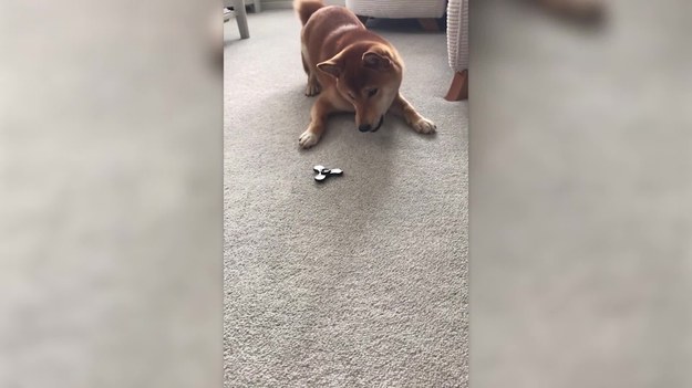 Ten 18-miesięczny psiak rasy shiba inu nie polubił najpopularniejszej zabawki ostatnich tygodni - fidget spinners.