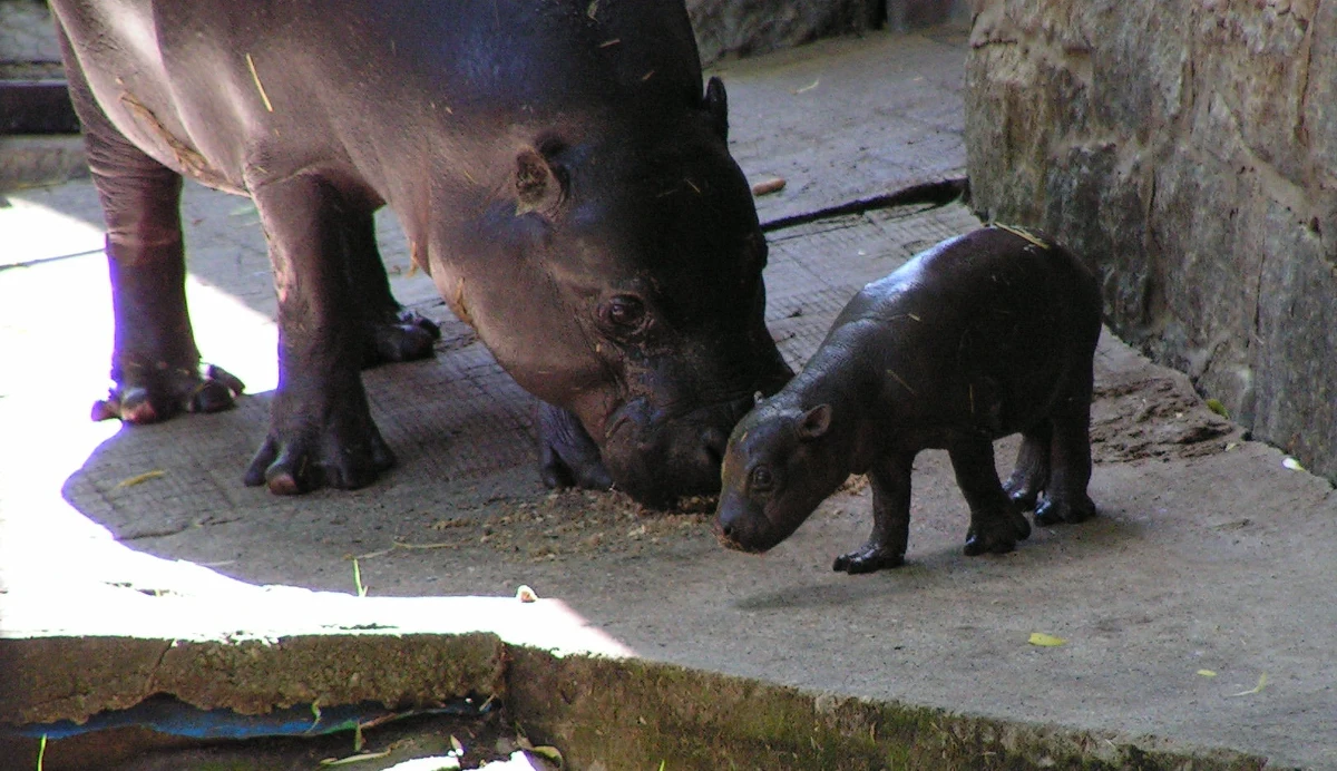 Po urodzeniu ważył zaledwie 6 kilogramów, dziś stawia swoje pierwsze kroki i jest przyszłością swojego gatunku. W zoo we Wrocławiu urodził się zagrożony wyginięciem hipopotam karłowaty.