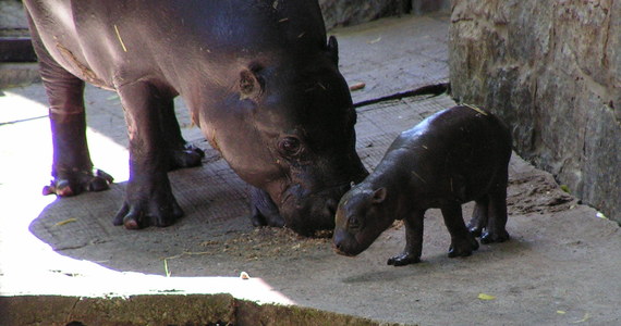 Po urodzeniu ważył zaledwie 6 kilogramów, dziś stawia swoje pierwsze kroki i jest przyszłością swojego gatunku. W zoo we Wrocławiu urodził się zagrożony wyginięciem hipopotam karłowaty.