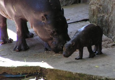 "Okrągła klucha na czterech kołkach". We wrocławskim zoo urodził się hipopotam karłowaty   
