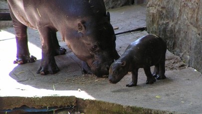 "Okrągła klucha na czterech kołkach". We wrocławskim zoo urodził się hipopotam karłowaty   