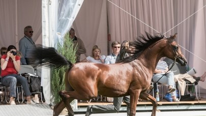 Chińczycy chcą kupować polskie konie sportowe