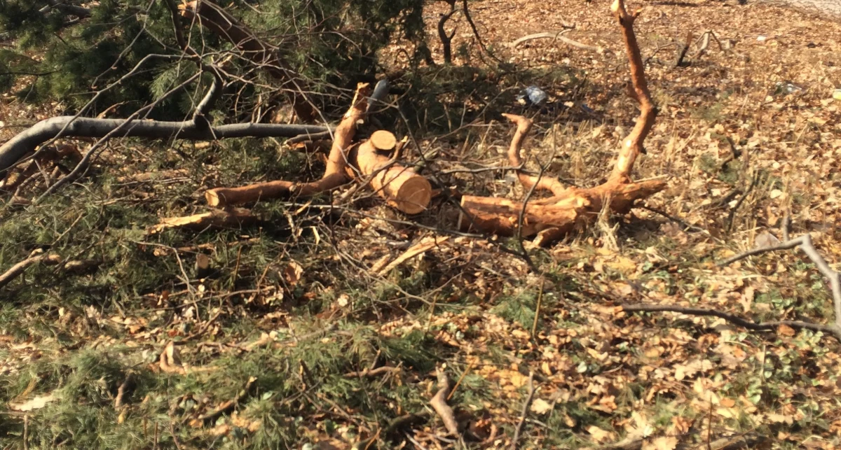 Prezydent Andrzej Duda podpisał nowelę ustawy o ochronie przyrody. Zaostrza ona obowiązujące od początku roku liberalne prawo dot. wycinki drzew na prywatnych gruntach. W pewnych przypadkach, by wyciąć drzewo trzeba będzie wcześniej uzyskać zgodę w gminie.