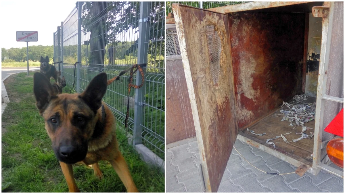 Przyczepa o wymiarach 176 cm x 110 cm x 75 cm, brak otworów wentylacyjnych, wysoka temperatura i brak dostępu do wody… W takich warunkach przewożone były cztery dorosłe psy. Inspektorzy Delegatury Południowo-Zachodniej Głównego Inspektoratu Transportu Drogowego na autostradzie A4 (węzeł Budziszów) zatrzymali do kontroli pojazd marki VW Golf z przyczepą lekką typu SAM. 