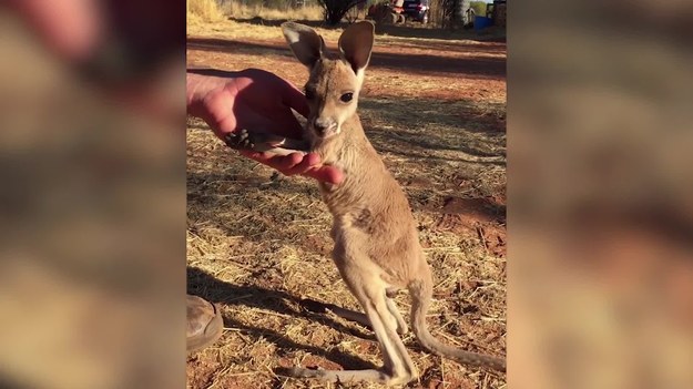 Oto wzruszająca chwila, gdy osierocony mały kangur po raz pierwszy wstaje, trzymając za rękę swojego opiekuna. 