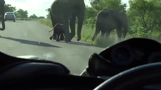 Safari w Parku Narodowym Krugera w Republice Południowej Afryki to zawsze wielka przygoda. Tym razem turyści spotkali słonie: mamę i jej dziecko. Co wydarzyło się potem? Zobaczcie.
