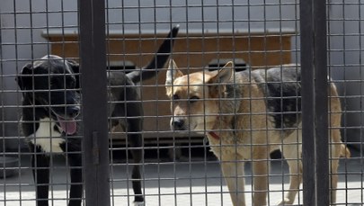 Niepełnosprawny 64-latek zagryziony przez psy. Zatrzymano właściciela zwierząt