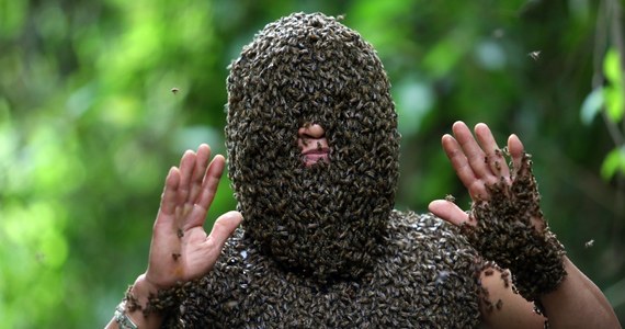 41-letni pszczelarz Bui Duy Nhat jest jedną z kilku osób w Wietnamie, która zajmuje się tzw. bee beardingiem. Chodzi o to, by dzikie pszczoły obsiadły ciało - szczególnie okolice twarzy, tworząc swoistą "brodę" (ang. beard, czyli broda). Mężczyzna zajmuje się tym od 1993 roku.