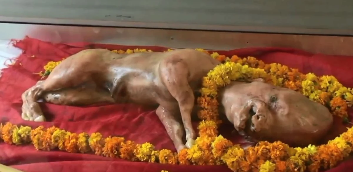 W Muzaffarnagar, na południ Indii, urodziło się cielę o rysach ludzkiej twarzy. Zwierzę padło niedługo po urodzeniu. Okoliczni mieszkańcy uważają, że cielę było wcieleniem jednego z bogów. Ciało cielaka zostanie niedługo spalone. Miejscowi chcą zbudować świątynię na jego cześć.