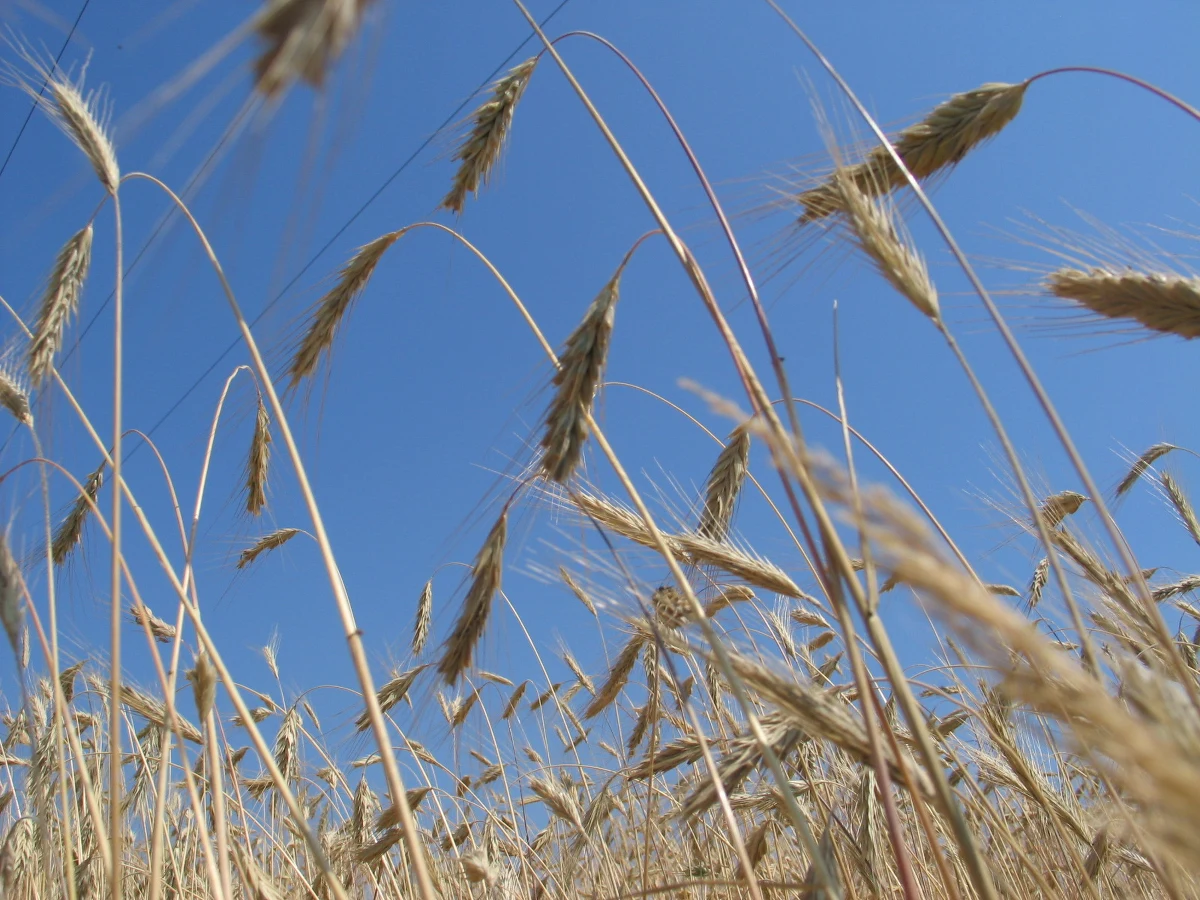 "Jesteśmy przeciwni kolejnemu zwiększaniu bezcłowych kontyngentów na artykuły rolne z Ukrainy" - powiedział Wiktor Szmulewicz, prezes Krajowej Rady Izb Rolniczych (KRIR) w rozmowie z korespondentką RMF FM w Brukseli. 
