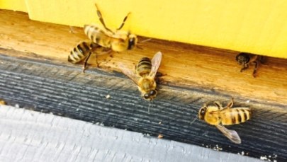 Pszczoły w centrum Łodzi. Może być ich nawet pół miliona