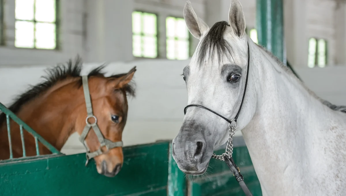 Brak medali na najważniejszych imprezach i spadek znaczenia prestiżowej aukcji w Janowie Podlaskim - tak wygląda polska hodowla koni arabskich kilkanaście miesięcy po głośnym odwołaniu szefów prestiżowych stadnin. Jak ustaliło RMF FM, na świecie w ciągu roku odbyło się 6 licytacji, które zajęły miejsce Pride of Poland. 