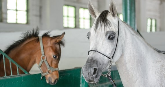 Brak medali na najważniejszych imprezach i spadek znaczenia prestiżowej aukcji w Janowie Podlaskim - tak wygląda polska hodowla koni arabskich kilkanaście miesięcy po głośnym odwołaniu szefów prestiżowych stadnin. Jak ustaliło RMF FM, na świecie w ciągu roku odbyło się 6 licytacji, które zajęły miejsce Pride of Poland. 