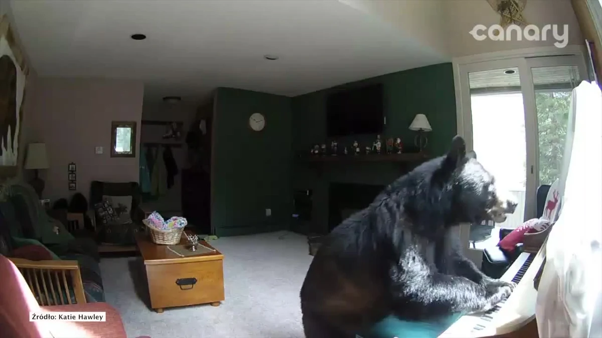 Mieszkańcy tego domu w miejscowości Veil w Stanach Zjednocznych byli w szoku, kiedy zobaczyli nagranie z kamery przemysłowej zainstalowanej w ich domu. Na filmiku widać, jak do domu włamuje się niedźwiedź, buszuje wewnątrz, a w pewnym momencie "dobiera się" do pianina.