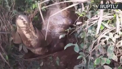  Pięciometrowy krokodyl odpoczywał na plantacji herbaty na Sri Lance