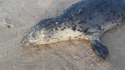 Martwe foki wyrzucane na bałtyckie plaże. Nie wiadomo, dlaczego giną