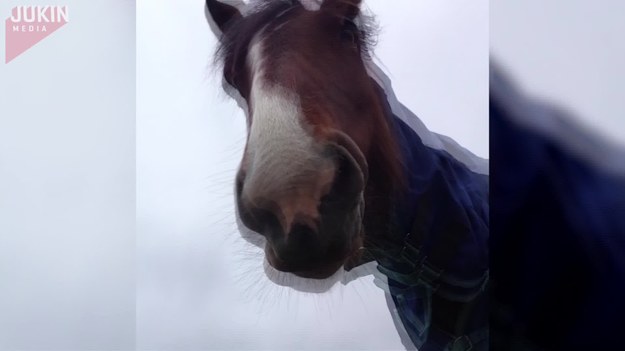 Ta dziewczyna bardzo chciała zrobić sobie selfie z koniem. Niestety, koń miał całkowicie odmienne zdanie na ten temat.