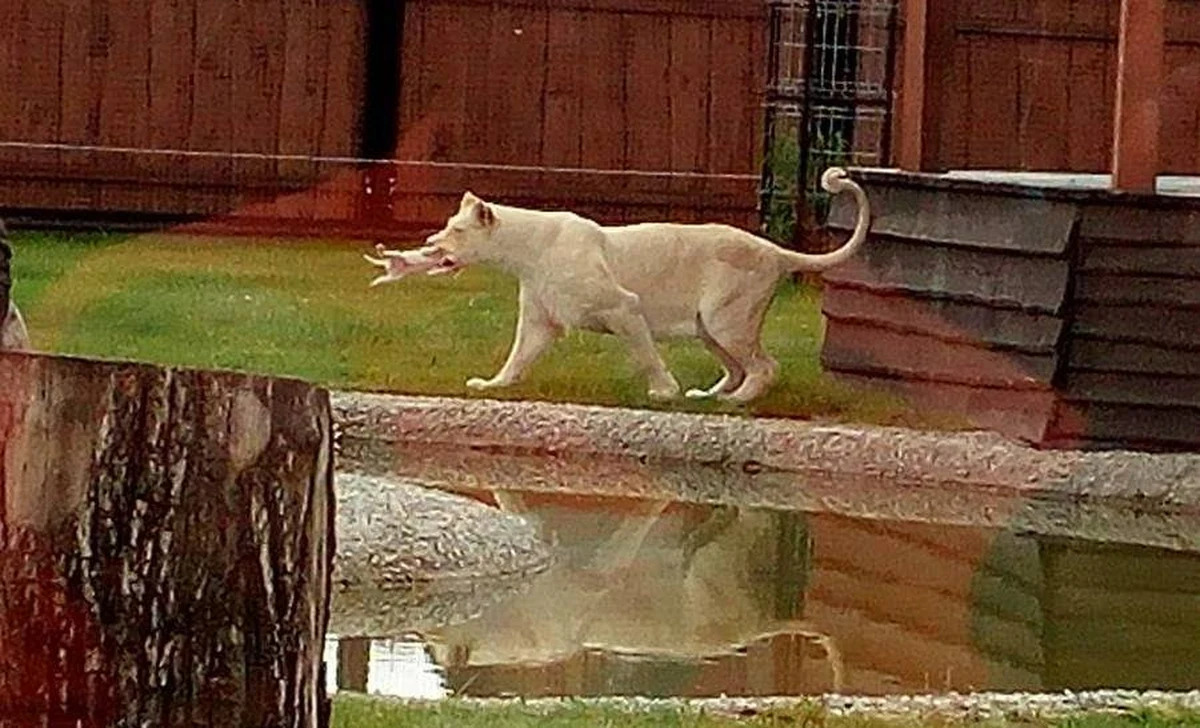 Drastyczne sceny w Zoo Safari w Borysewie w Łódzkiem. Wczoraj na oczach zwiedzających, w tym wielu dzieci - chwilę po urodzeniu przez samicę trzech małych lwiątek - dwa z nich zostały zagryzione przez trzy dorosłe osobniki, które przebywały na tym samym wybiegu. O takim zdarzeniu redakcję RMF FM zaalarmowała pani Aldona. ZOO SAFARI BORYSEW wydało oświadczenie, w którym ubolewa z powodu zdarzenia, jakiego świadkami byli odwiedzający ogród. 