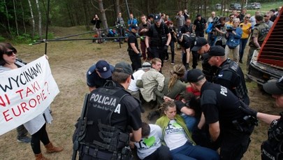Aktywiści Greenpeace blokują wycinkę w Puszczy Białowieskiej