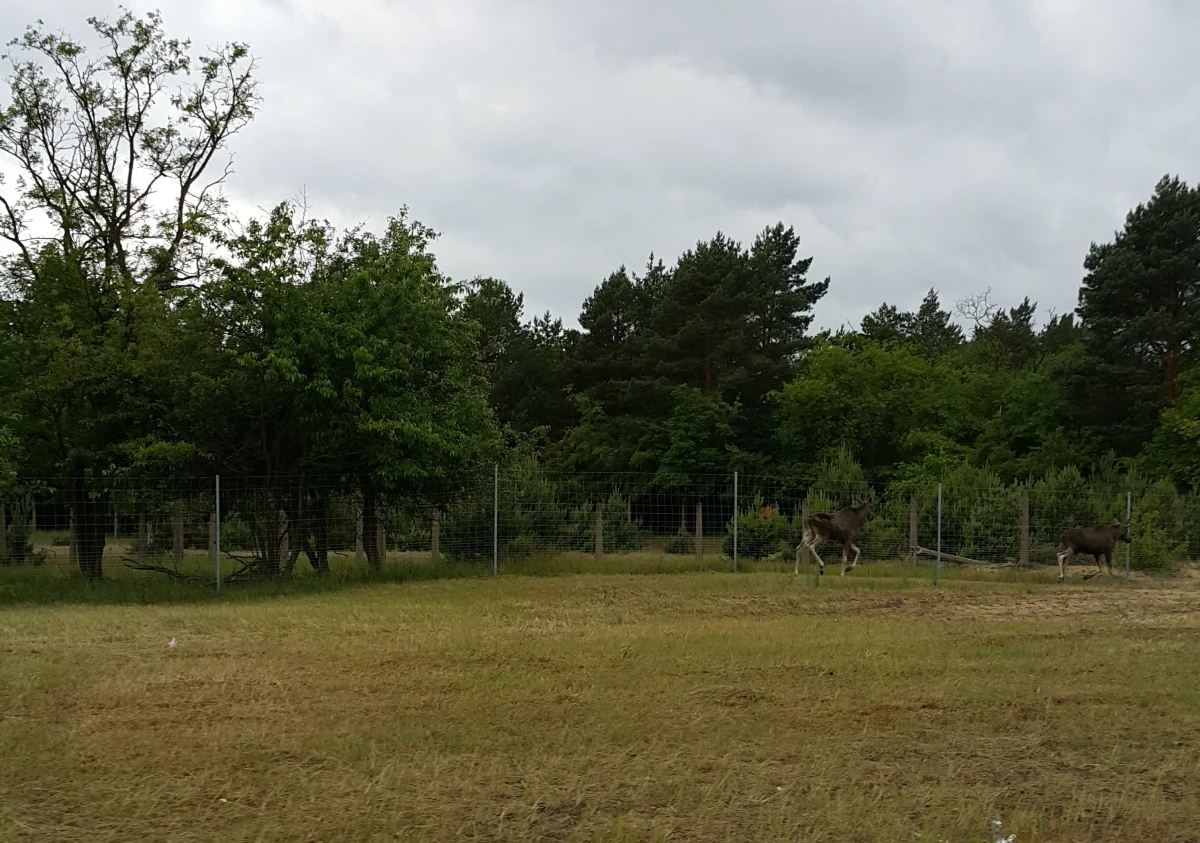 Cztery łosie chodzą po drodze S10 - zaalarmował nas na Gorąca Linię RMF FM słuchacz. "Zwierzęta nie mogą się wydostać z pasa drogi, gdyż jest to odcinek doprowadzający do autostrady A1" - napisał w mailu do nas. Przesłał także zdjęcia. 