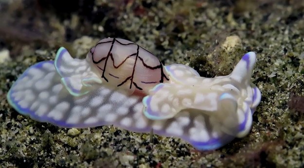 Ten piękny i bardzo rzadki eteryczny ślimak morski zdobył popularność w internecie, zbierając ponad 2 miliony wyświetleń. Nieuchwytny micromelo undatus - powoduje, że ludzie wpatrują się w niego jak zahipnotyzowani. Ten okaz udało się nagrać u wybrzeży Indonezji.