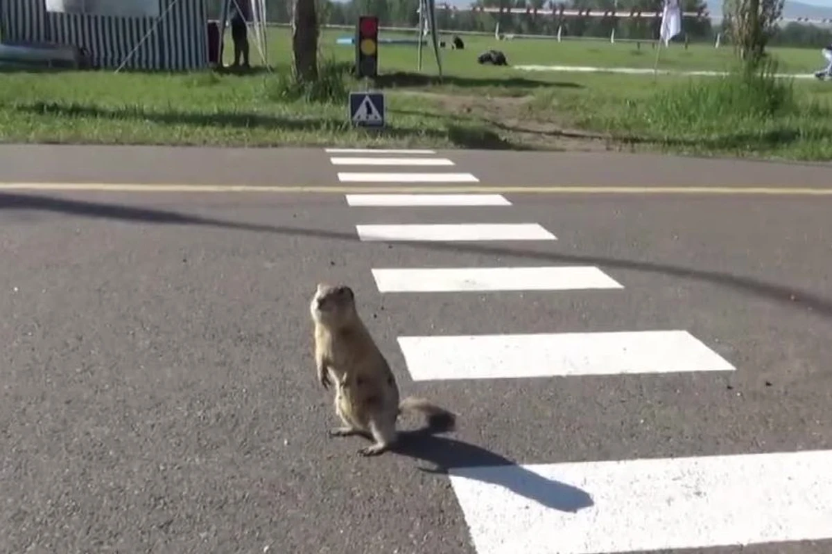 W rosyjskim Krasnojarsku powstały specjalne przejścia przez jezdnię dla susłów. Okolice miasta obfitują w te gryzonie. Oznaczenia na jezdni mają zwrócić uwagę mieszkańców Krasnojarska na przebiegające przez chodnik i ścieżkę rowerową susły. Na tzw. „polanie susłów” w Krasnojarsku mieszka przeszło 5000 tych zwierząt.