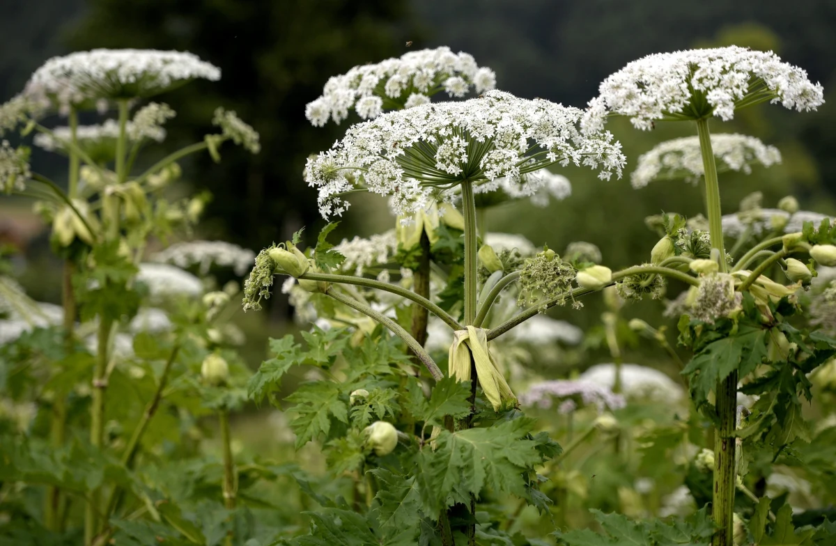 Może osiągać nawet 4 metry, na pierwszy rzut oka wygląda jak przerośnięty koper. Barszcz Sosnowskiego może boleśnie poparzyć. Gdzie rośnie ta toksyczna roślina? 