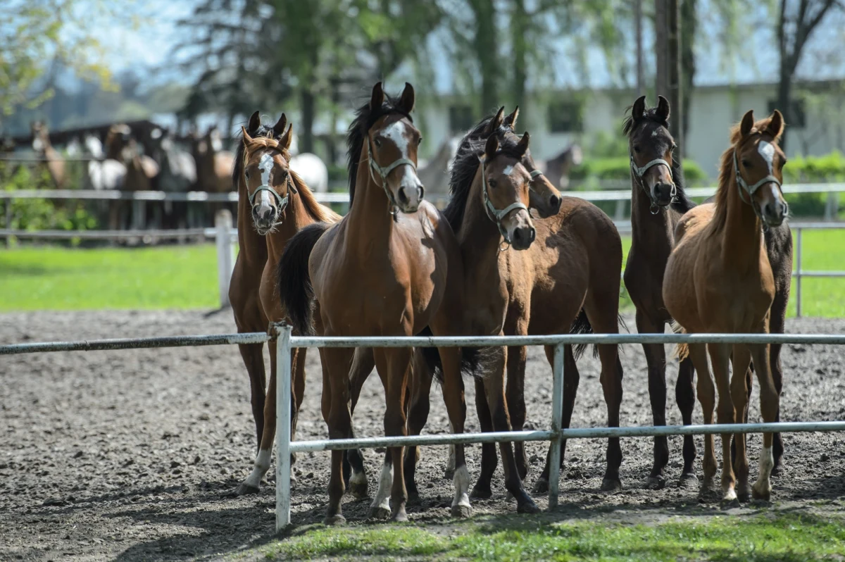 "Te dwie stadniny są ze sobą personalnie skłócone. To jest tajemnica poliszynela. Dla mnie jest to niepojęte, że hodowle, które mają wspólny cel, na skutek animozji ze sobą nie mogą współpracować" - tak Jerzy Białobok mówi o nowym kierownictwie stadnin koni arabskich w Michałowie i Janowie Podlaskim. "Za dwa lata dowiemy się, jaka jest kondycja polskiej hodowli koni arabskich. Psuje się ją stosunkowo krótko, a naprawia latami" - dodaje były prezes stadniny w Michałowie.