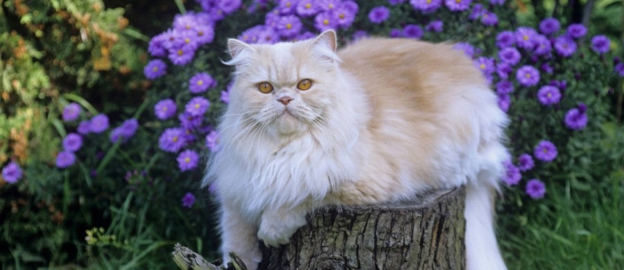 Twój kot pochodzi z rejonu Bliskiego Wschodu lub starożytnego Egiptu, to tam około 10 tysięcy lat temu został udomowiony, stamtąd rozprzestrzenił się lub został rozwieziony po całym świecie - przekonują, w oparciu o najnowsze wyniki badań DNA, naukowcy z Belgii. Wyniki ich badań, opublikowane na łamach czasopisma "Nature Ecology & Evolution" wskazują, że starożytne koty miały umaszczenie pręgowane, koty w cętki pojawiły się dopiero w Średniowieczu.