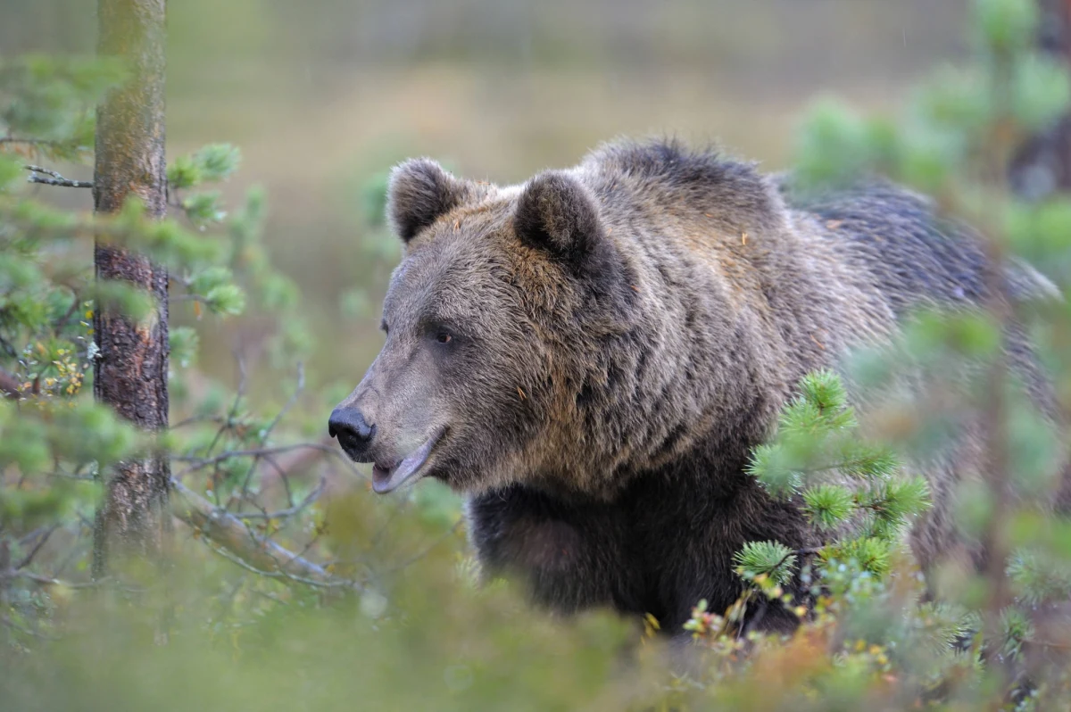 Popularny "Spray przeciwko niedźwiedziom" sprzedawany jest w sklepach w Trydencie na północy Włoch. Leśnicy wyjaśniają jednak, że to zwykły gaz pieprzowy służący do samoobrony, w razie spotkania z tym zwierzęciem - nieskuteczny.