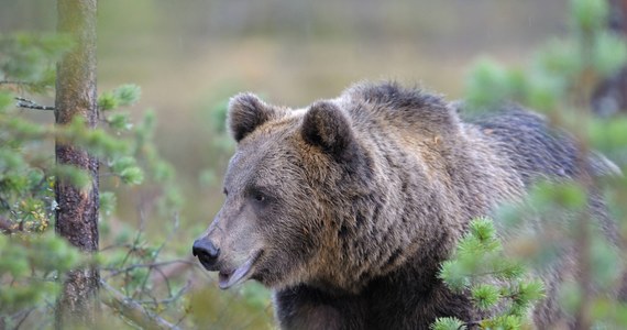 Popularny "Spray przeciwko niedźwiedziom" sprzedawany jest w sklepach w Trydencie na północy Włoch. Leśnicy wyjaśniają jednak, że to zwykły gaz pieprzowy służący do samoobrony, w razie spotkania z tym zwierzęciem - nieskuteczny.